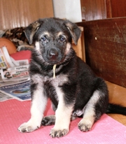 Продам щенка Восточно-европейской овчарки (мальчик)