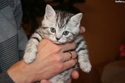 Шотландские котята (скоттиш-фолд и скоттиш-страйт)