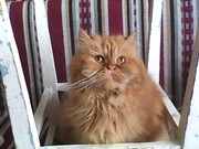 Персидская кошка в дар