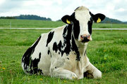 Покупаем коров и быков живым весом в любых количествах на убой.